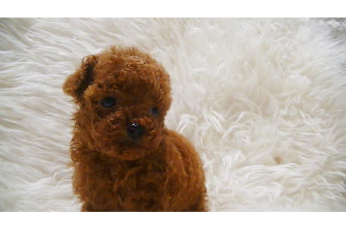 成約済の福岡県のティーカッププードル-100214の8枚目