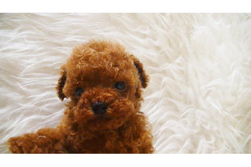 成約済の福岡県のティーカッププードル-100214の7枚目