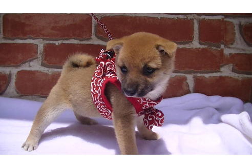 成約済の福岡県の豆柴-99848の4枚目