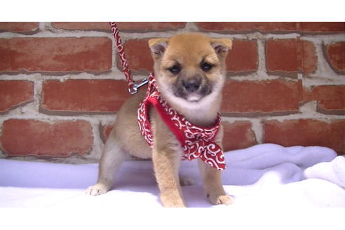 成約済の福岡県の豆柴-99848の1枚目