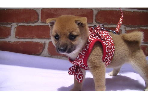 成約済の福岡県の豆柴-99848の3枚目