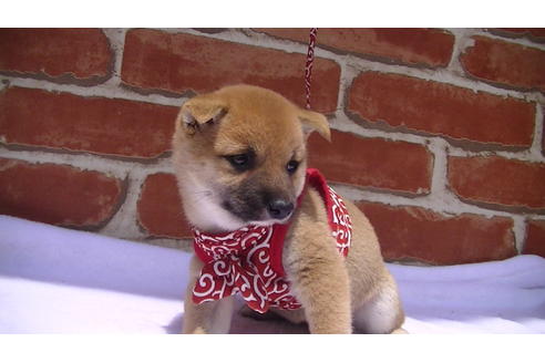 成約済の福岡県の豆柴-99848の2枚目