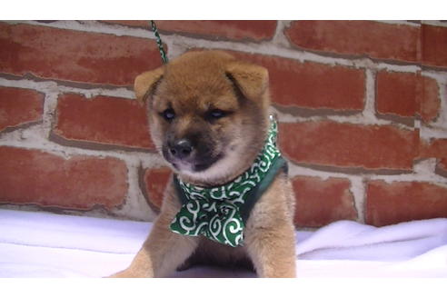 成約済の福岡県の豆柴-99849の5枚目