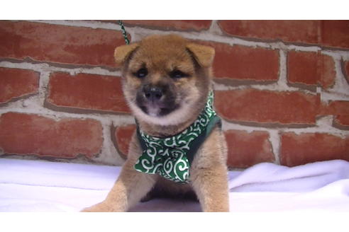 成約済の福岡県の豆柴-99849の1枚目