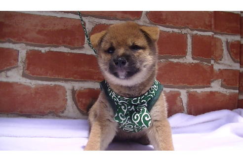 成約済の福岡県の豆柴-99849の4枚目