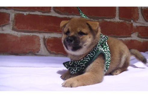 成約済の福岡県の豆柴-99849の3枚目