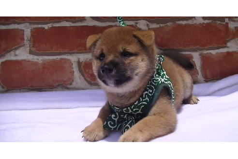 成約済の福岡県の豆柴-99849の2枚目