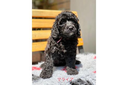 成約済の東京都のミックス犬-102696の12枚目