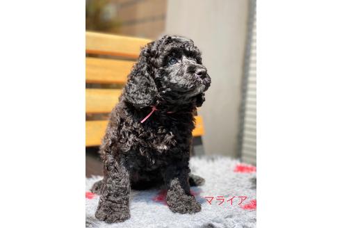 成約済の東京都のミックス犬-102696の11枚目