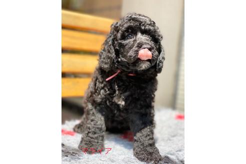 成約済の東京都のミックス犬-102696の10枚目