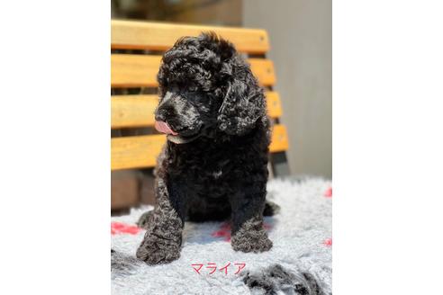 成約済の東京都のミックス犬-102696の9枚目