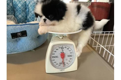 成約済の静岡県の狆 (チン)-102234の6枚目