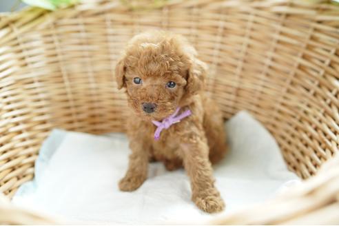 成約済の愛媛県のトイプードル-103443の3枚目