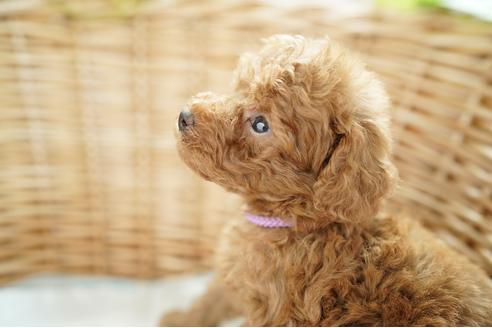 成約済の愛媛県のトイプードル-103443の2枚目