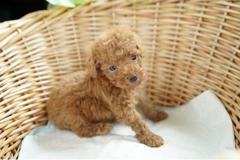 成約済の愛媛県のトイプードル-103443