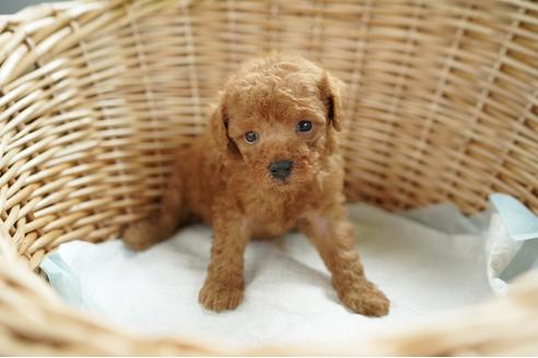 成約済の愛媛県のトイプードル-103447の3枚目