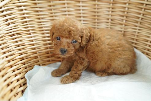 成約済の愛媛県のトイプードル-103447の2枚目