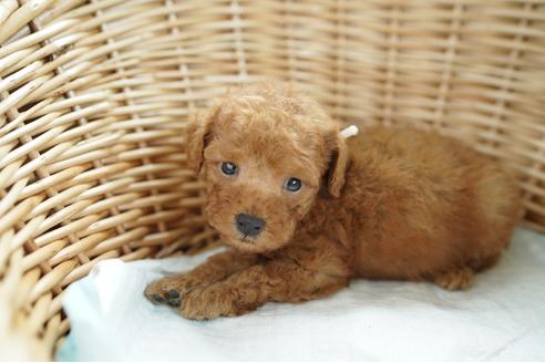 成約済の愛媛県のトイプードル-103447