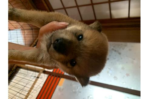 成約済の福井県の柴犬-103202の1枚目