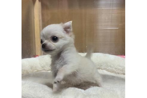 鹿児島県のロングコートチワワ 女の子 06 27生まれ とても小さなチワワ産まれました 成犬時体重1 5kg 以内とコンパクトに仕上がります 子犬id ブリーダーナビ