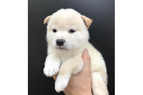 成約済の北海道の柴犬-103464