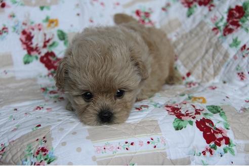 成約済の鹿児島県のミックス犬-103513の1枚目