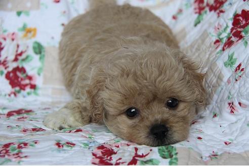 成約済の鹿児島県のミックス犬-103516の2枚目