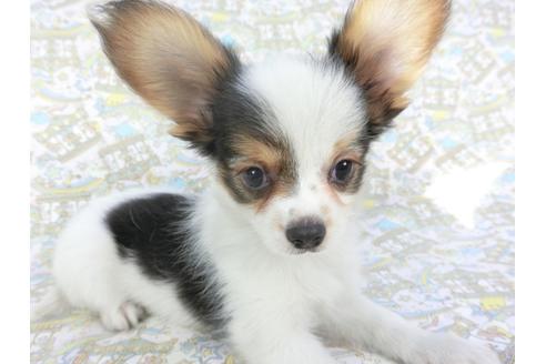 成約済の千葉県のパピヨン-101561