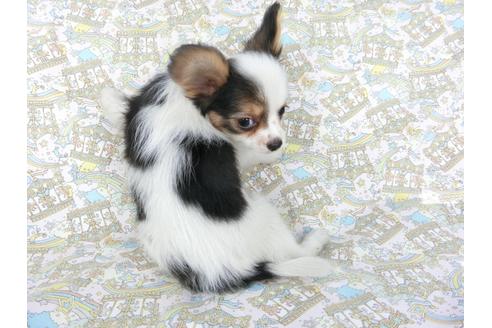 成約済の千葉県のパピヨン-101561の4枚目