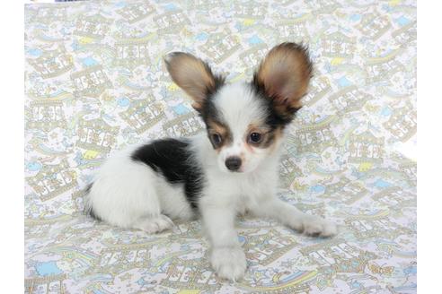 成約済の千葉県のパピヨン-101561の3枚目