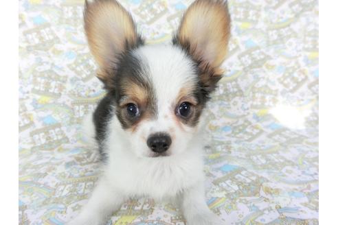 成約済の千葉県のパピヨン-101561の2枚目