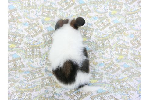 成約済の千葉県のパピヨン-103522の4枚目