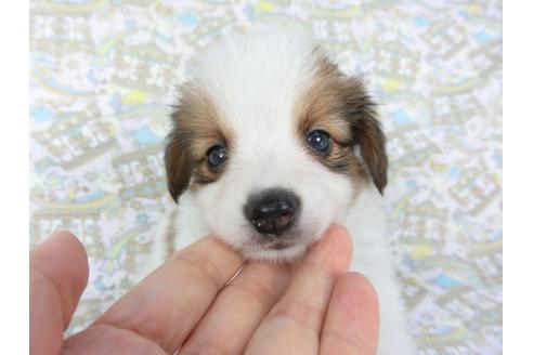 成約済の千葉県のパピヨン-103525の1枚目