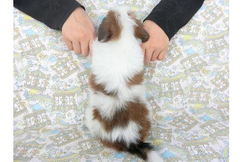 成約済の千葉県のパピヨン-103525の4枚目