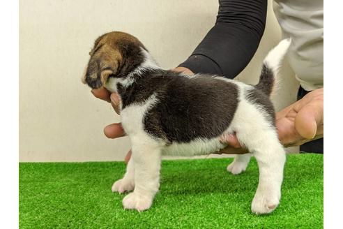 成約済の愛知県のビーグル-103524の4枚目