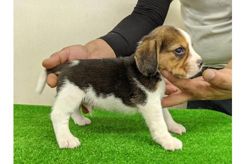 成約済の愛知県のビーグル-103524の3枚目