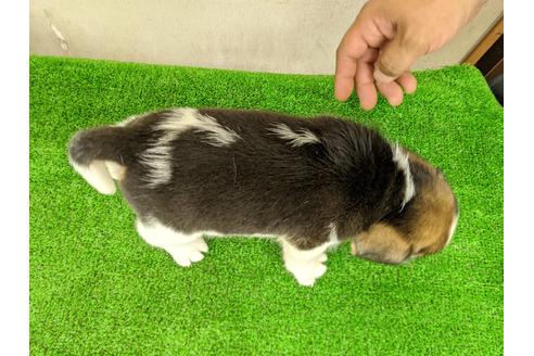 成約済の愛知県のビーグル-103524の2枚目