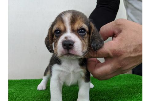 成約済の愛知県のビーグル-103526