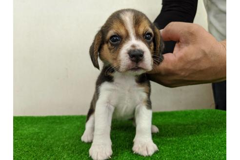 成約済の愛知県のビーグル-103526の5枚目