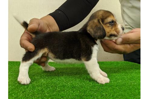 成約済の愛知県のビーグル-103526の4枚目