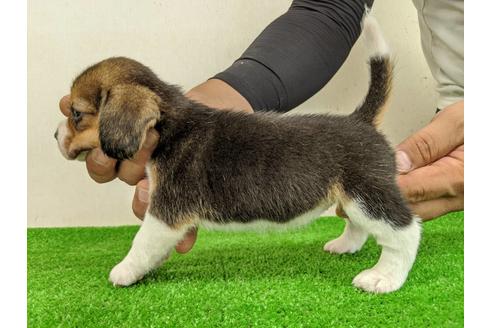 成約済の愛知県のビーグル-103526の3枚目