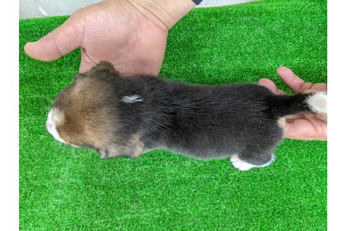 成約済の愛知県のビーグル-103526の2枚目