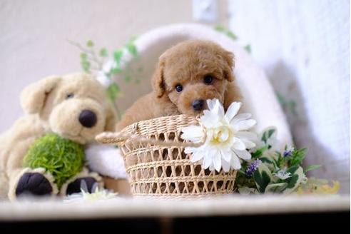 子犬