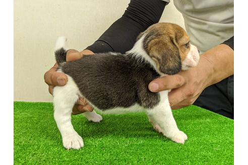成約済の愛知県のビーグル-103527の4枚目
