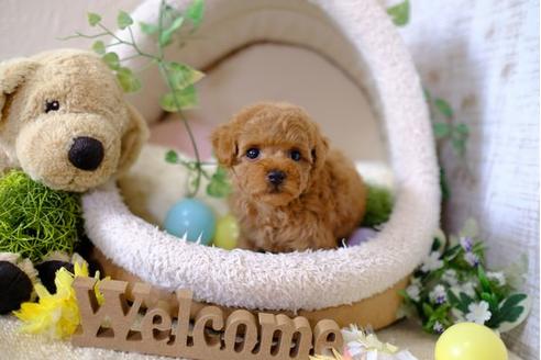 成約済の滋賀県のトイプードル-102409