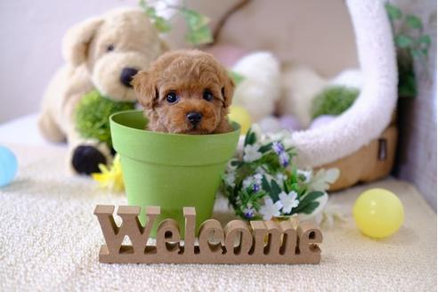 成約済の滋賀県のトイプードル-102409の5枚目