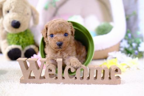 成約済の滋賀県のトイプードル-102409の3枚目