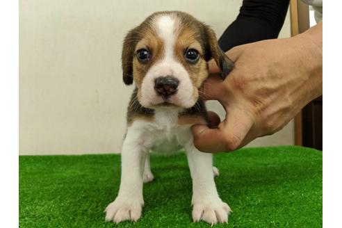 成約済の愛知県のビーグル-103529