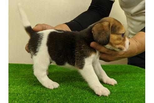 成約済の愛知県のビーグル-103529の4枚目