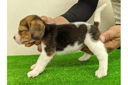 成約済の愛知県のビーグル-103529の3枚目